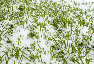 Overwintering Mix