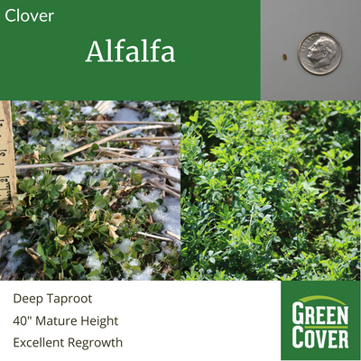 Alfalfa