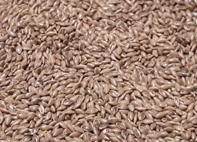 Switchgrass (RC Big Rock)