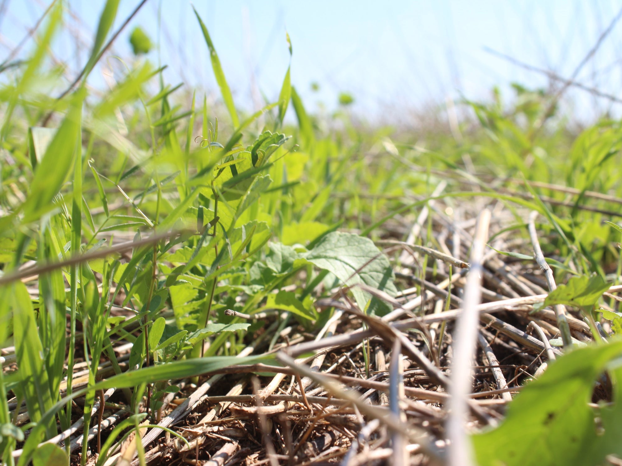 Cool Season Soil Builder Green Cover
