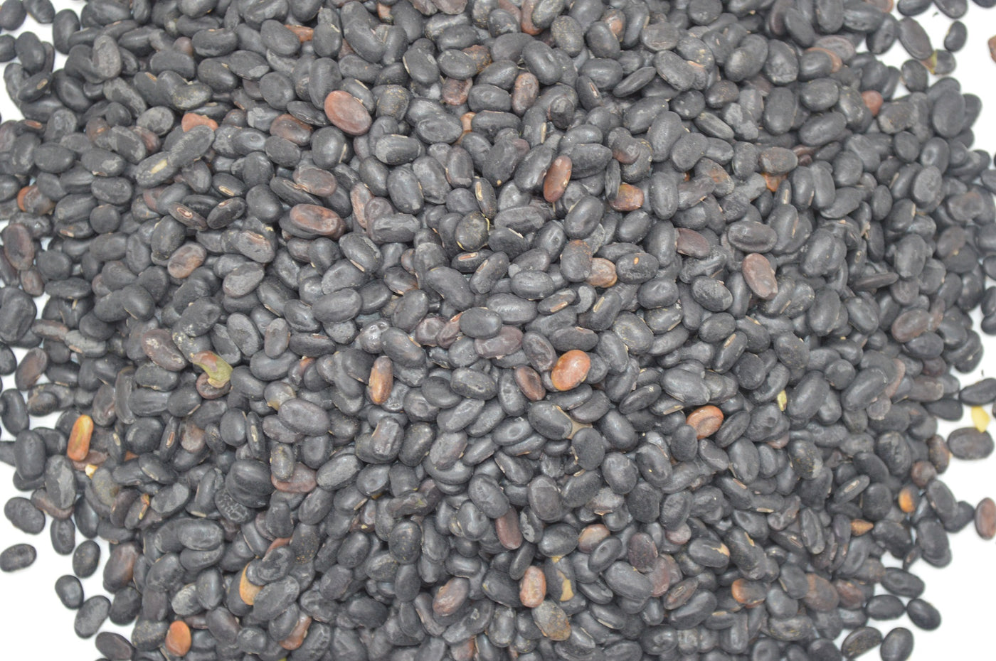 Laredo Forage Soybeans