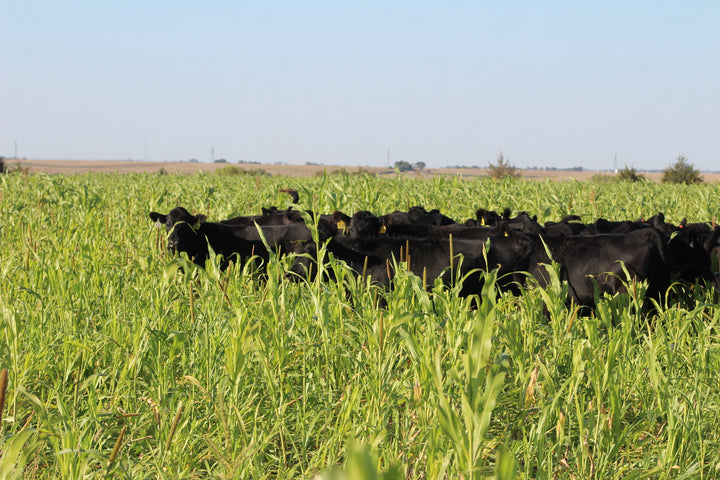 Cattle as the Cash Crop » Green Cover