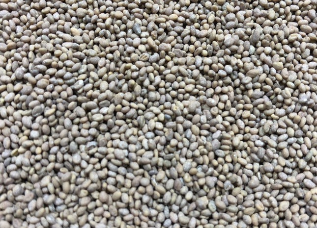 Sweet Clover (Hubam White) - OMRI Inoculated