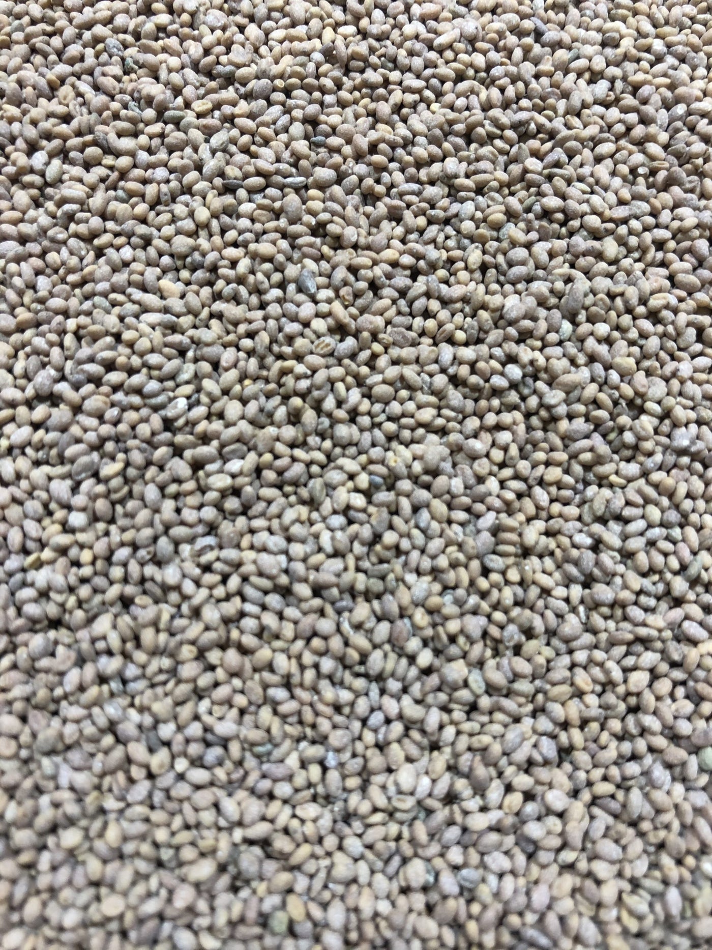 Hubam White Sweet Clover - OMRI Inoculated