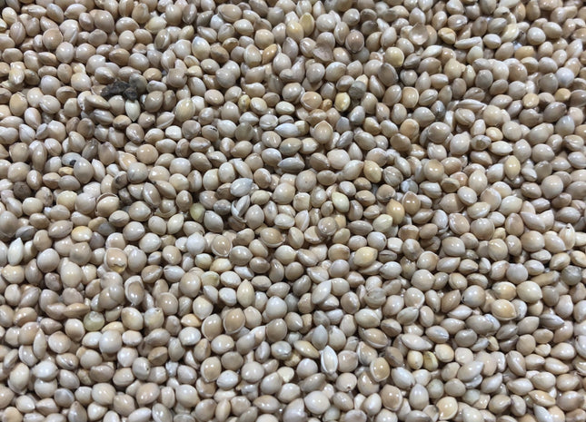Proso Millet (White)