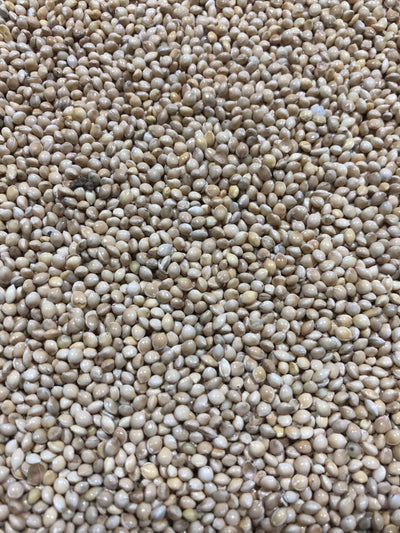Proso Millet (White)