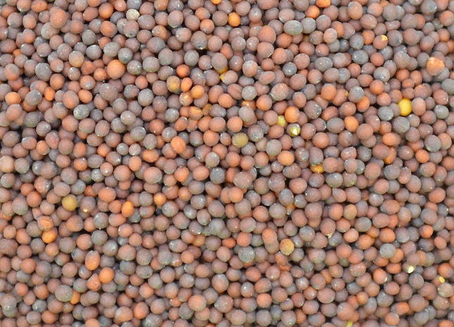 Florida Broadleaf Mustard