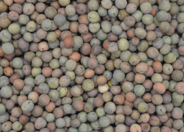 Organic Austrian Winter Peas