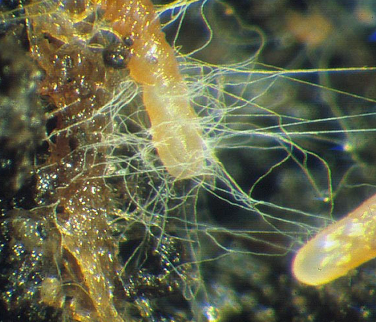 Mycorrhizal Mix