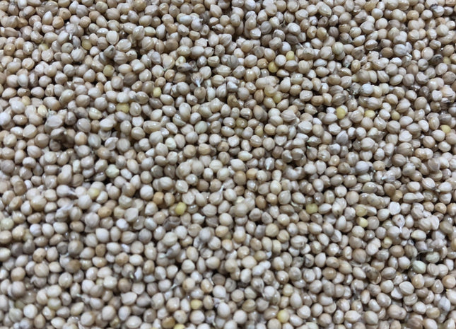 Foxtail Millet (White Wonder)