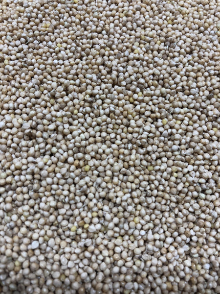 ☆millet☆ Foxtail Millet (White Wonder) – Green Cover