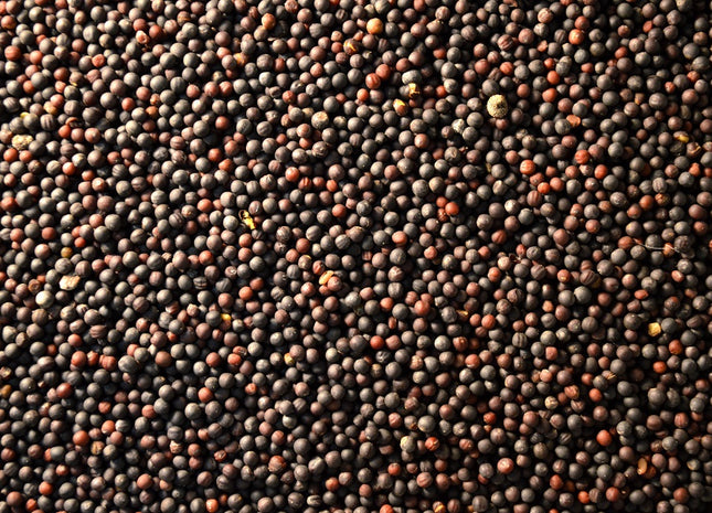 Kale (Bayou Kale-Rape Hybrid)