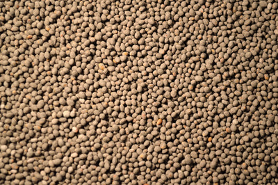 Berseem Clover (Frosty) - OMRI Coated