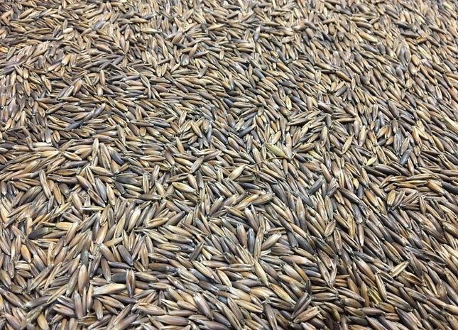 Black Oats (Cosaque)