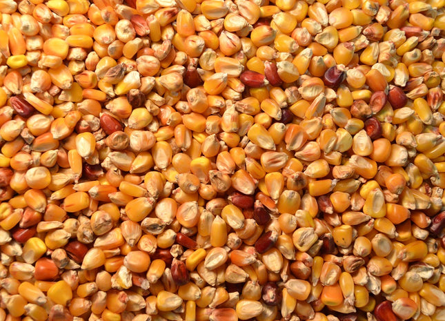 Grazing Corn (Solargraze BMR)