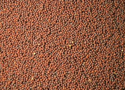 Brown Mustard (Kodiak)
