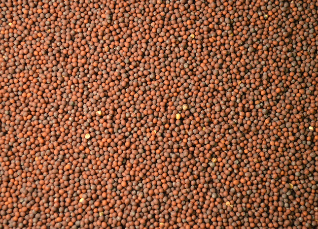 Brown Mustard (Kodiak)