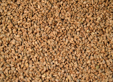 Brown Top Millet