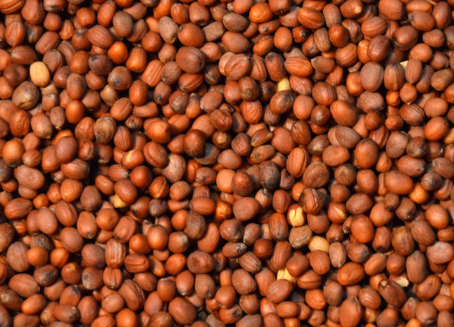 Radish (Nematode Control)