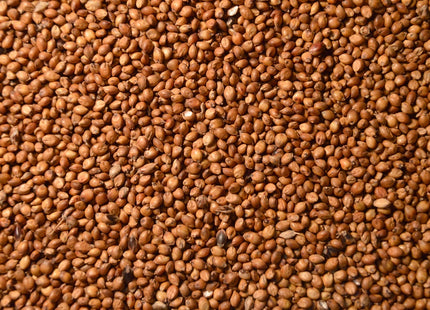 Sorghum (Egyptian Wheat)