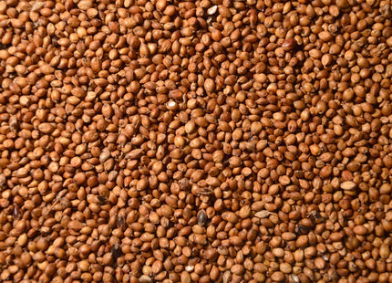 Grain Sorghum (Foodplot)