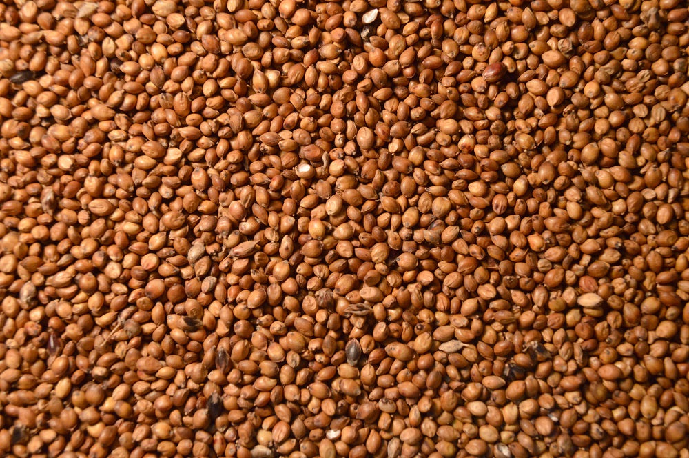 Grain Sorghum (Foodplot)