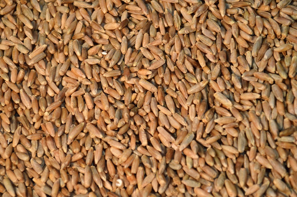 Northern Cereal Rye