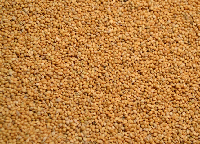 German Millet (Golden)