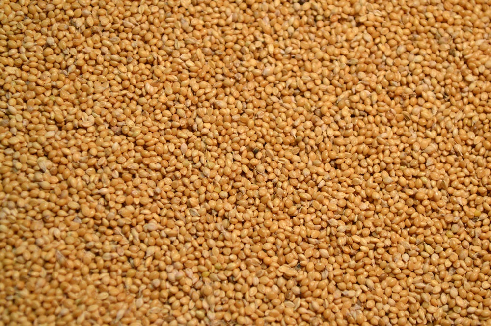 German Millet (Golden)