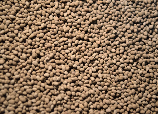 Red Clover (Medium) - OMRI Inoculated