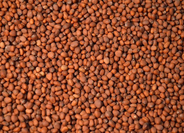 Daikon Radish (Aerifi)