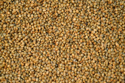 Pearl Millet (Tifleaf III) - Hybrid