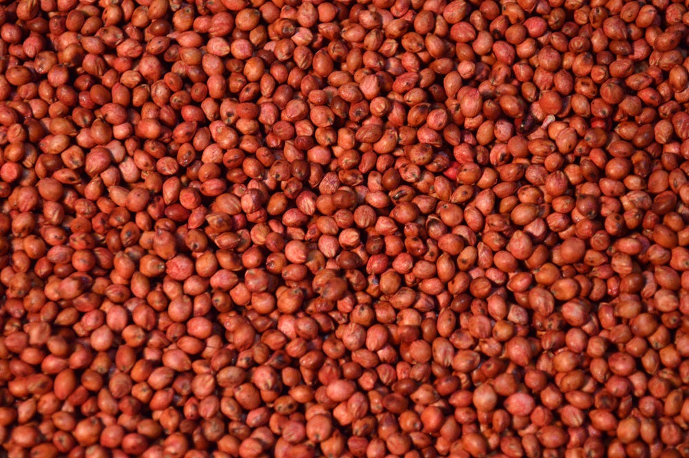 Sorghum Sudan (Super Sugar)