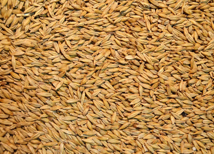 Spring Forage Barley (Lavina) - Beardless