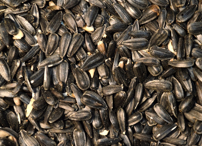 Sunflower (Black Oil)