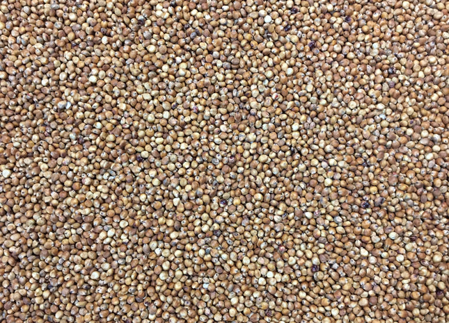 Sorghum Sudan (Endurance Aphid Tolerant BMR Dwarf)