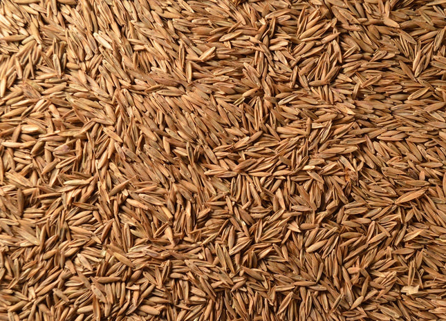 Tall Fescue (Estancia) - Arkshield Coated