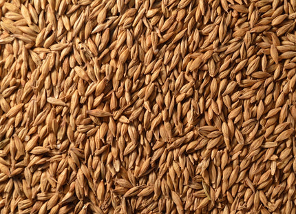 Winter Barley (P919) - Beardless